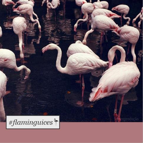 flaminga-plus-size